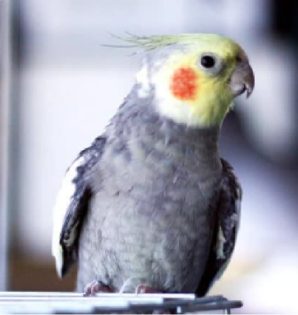 Calopsita Adulta Macho